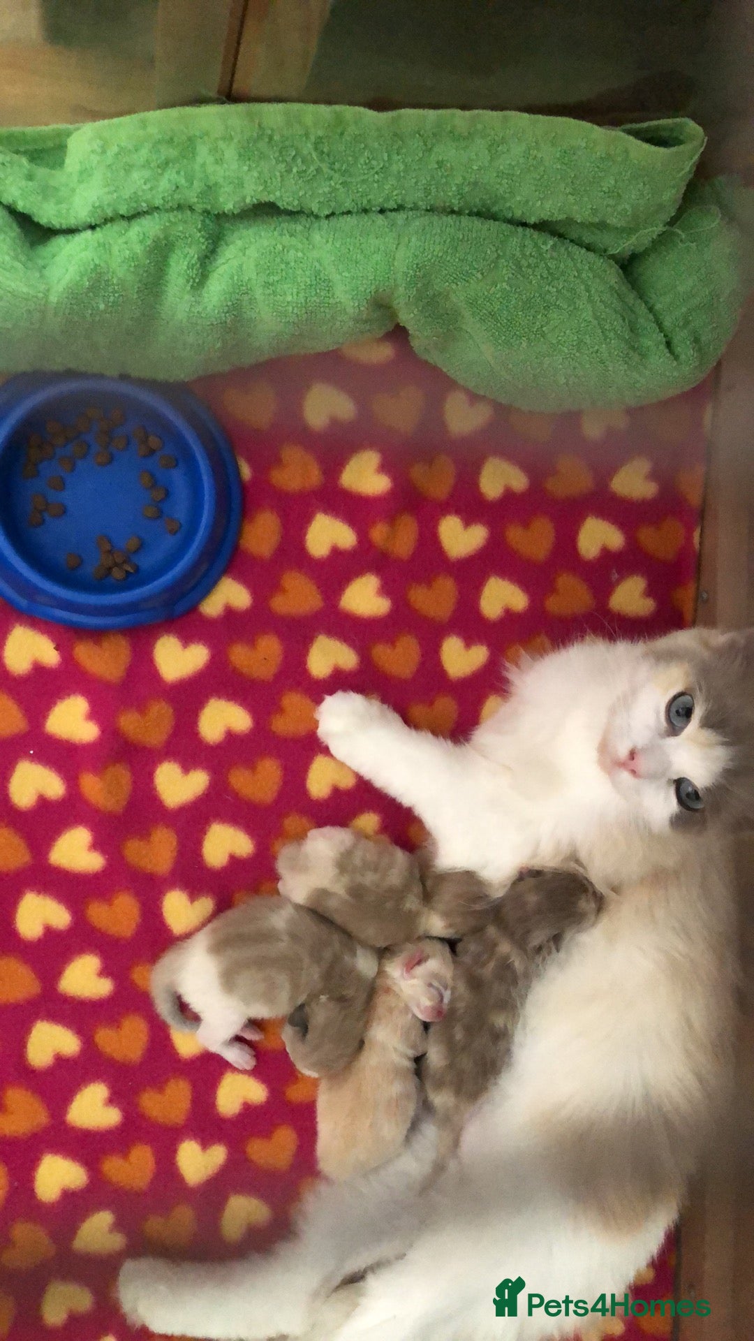 Ragdoll cats for sale: Tica Mink & Sepia Cherubim Ragdoll kittens. 2girls - Image 9