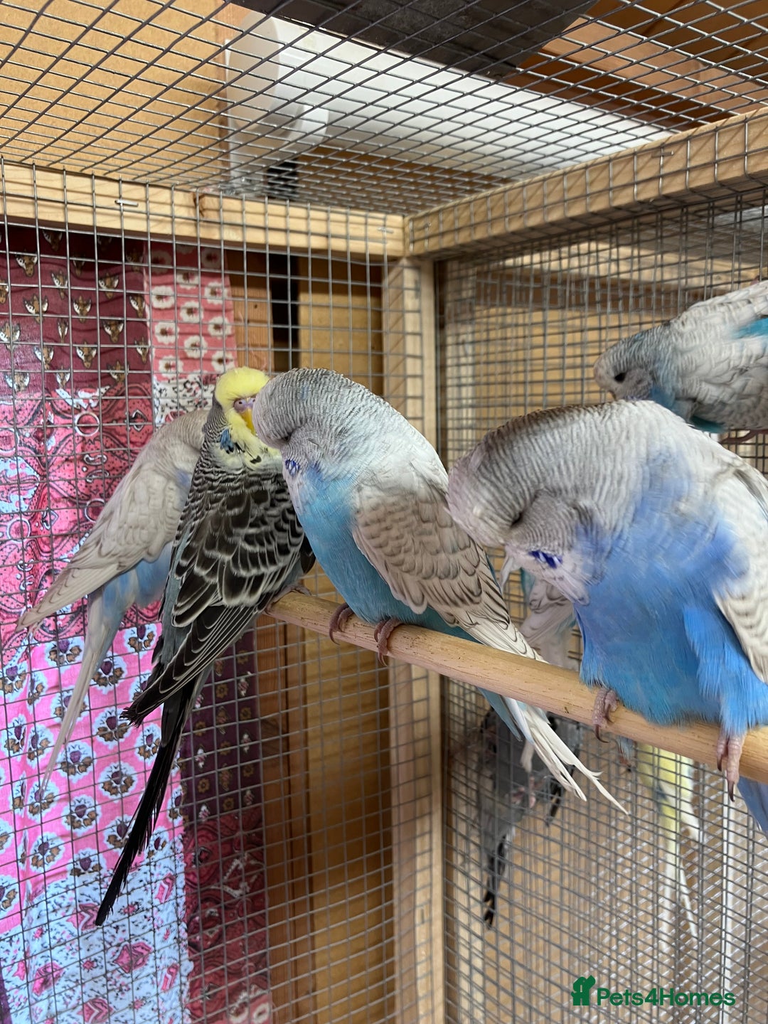Budgerigars birds for sale: Young & Adult Budgies For Sale - Image 7
