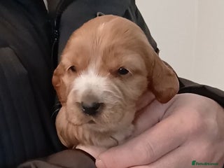 Sprocker dogs Sprocker x Cocker Puppies - Advert 2