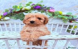 Cockapoo dogs for sale: F1b Cockapoo puppies in Strathaven - Image 2