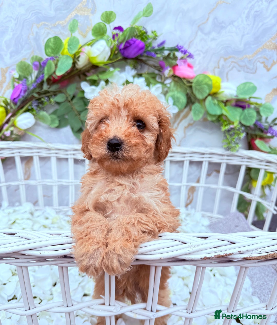 Cockapoo dogs for sale: F1b Cockapoo puppies in Strathaven - Image 2