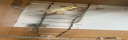 Budgerigars birds for sale: Lovely rainbow female in breeding condition  - Advert 4