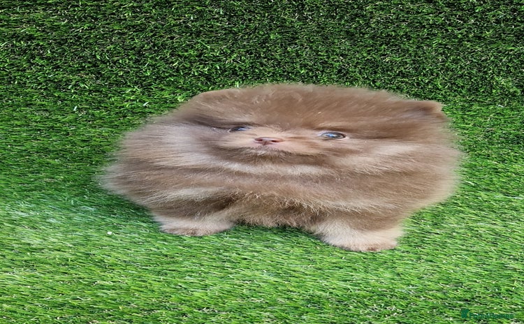 Pomeranian dogs - Advert 4