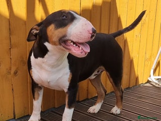 English Bull Terrier dogs KC registered stud - Advert 1