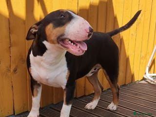 English Bull Terrier dogs KC registered stud - Advert 2