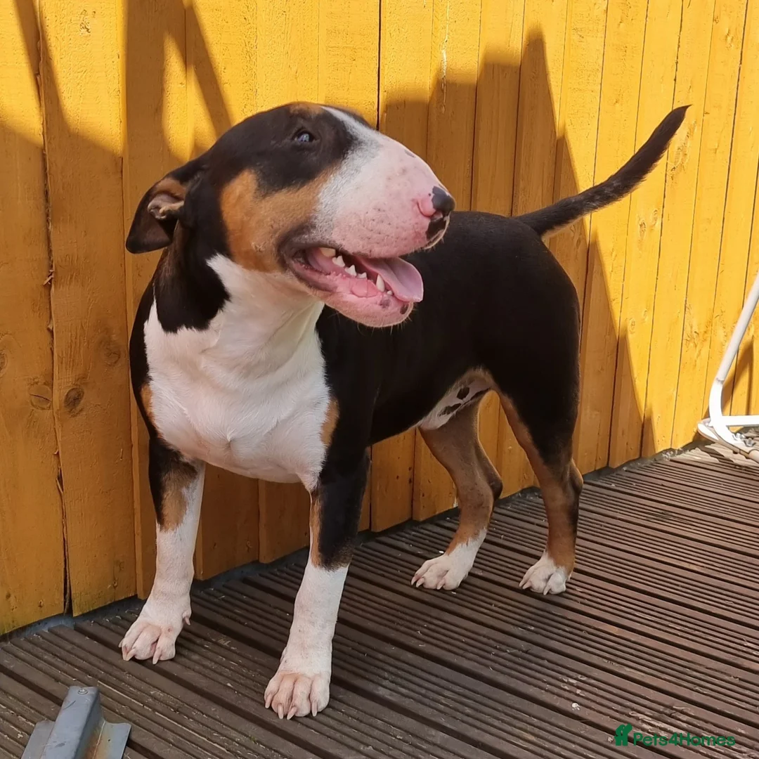 English Bull Terrier dogs for stud: KC registered stud - Advert 1