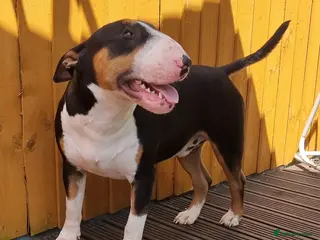 English Bull Terrier dogs KC registered stud - Advert 2