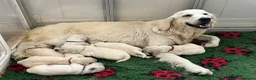 Golden Retriever dogs for sale: Stunning Cream, KC reg, health tested Puppies - Advert 32