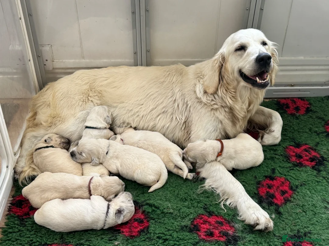 Golden Retriever dogs for sale: Stunning Cream, KC reg, health tested Puppies - Advert 32