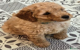 Cockapoo dogs for sale: F1B Cockapoo puppies - Image 8