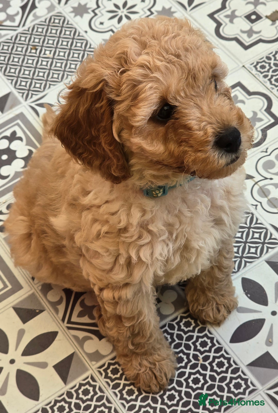 Cockapoo dogs for sale: F1B Cockapoo puppies - Image 8