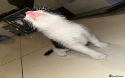 British Shorthair cats for sale: British Shorthair x Striped Tabby Kittens –2 Males - Image 3