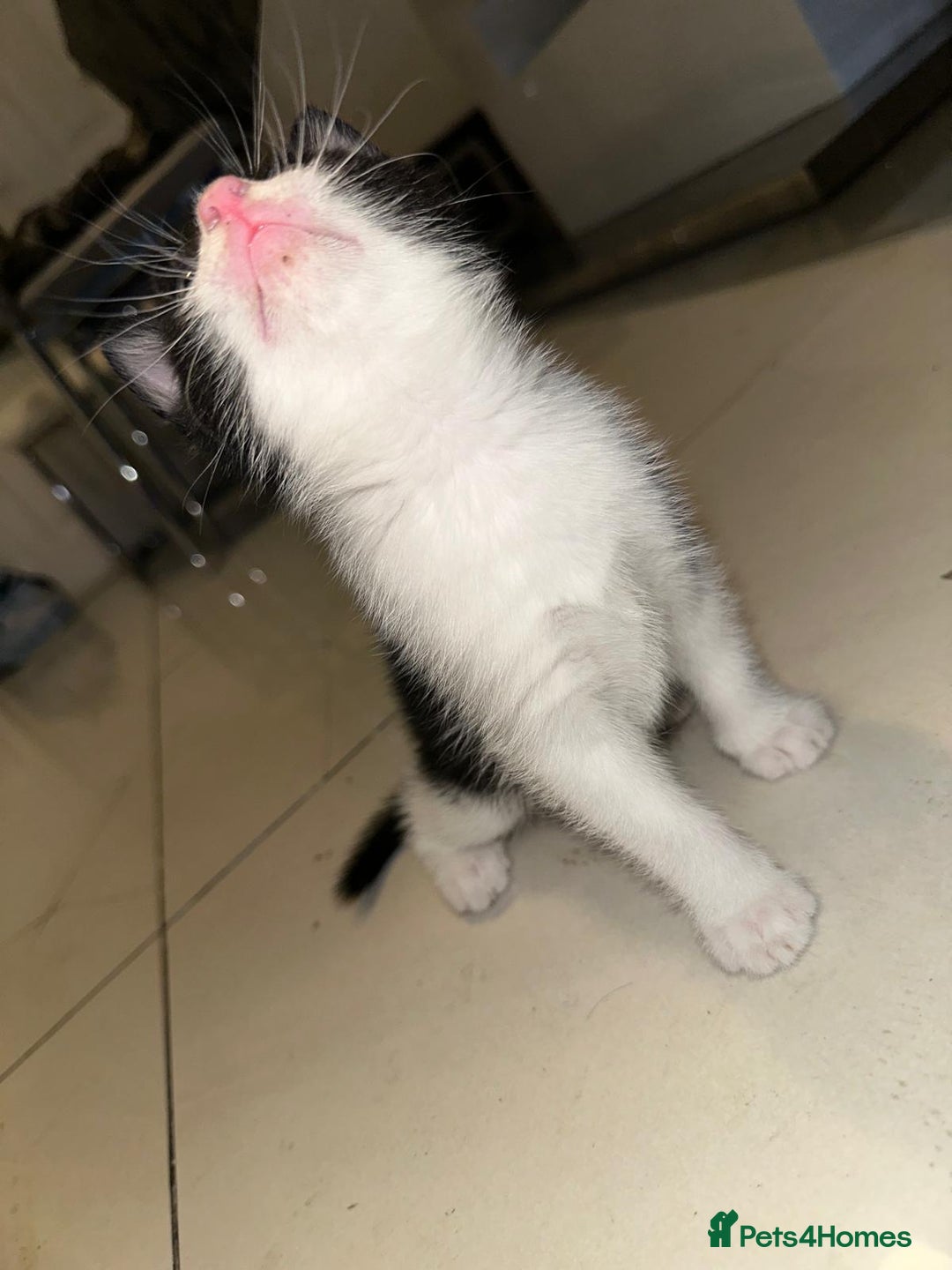 British Shorthair cats for sale: British Shorthair x Striped Tabby Kittens –2 Males - Image 3