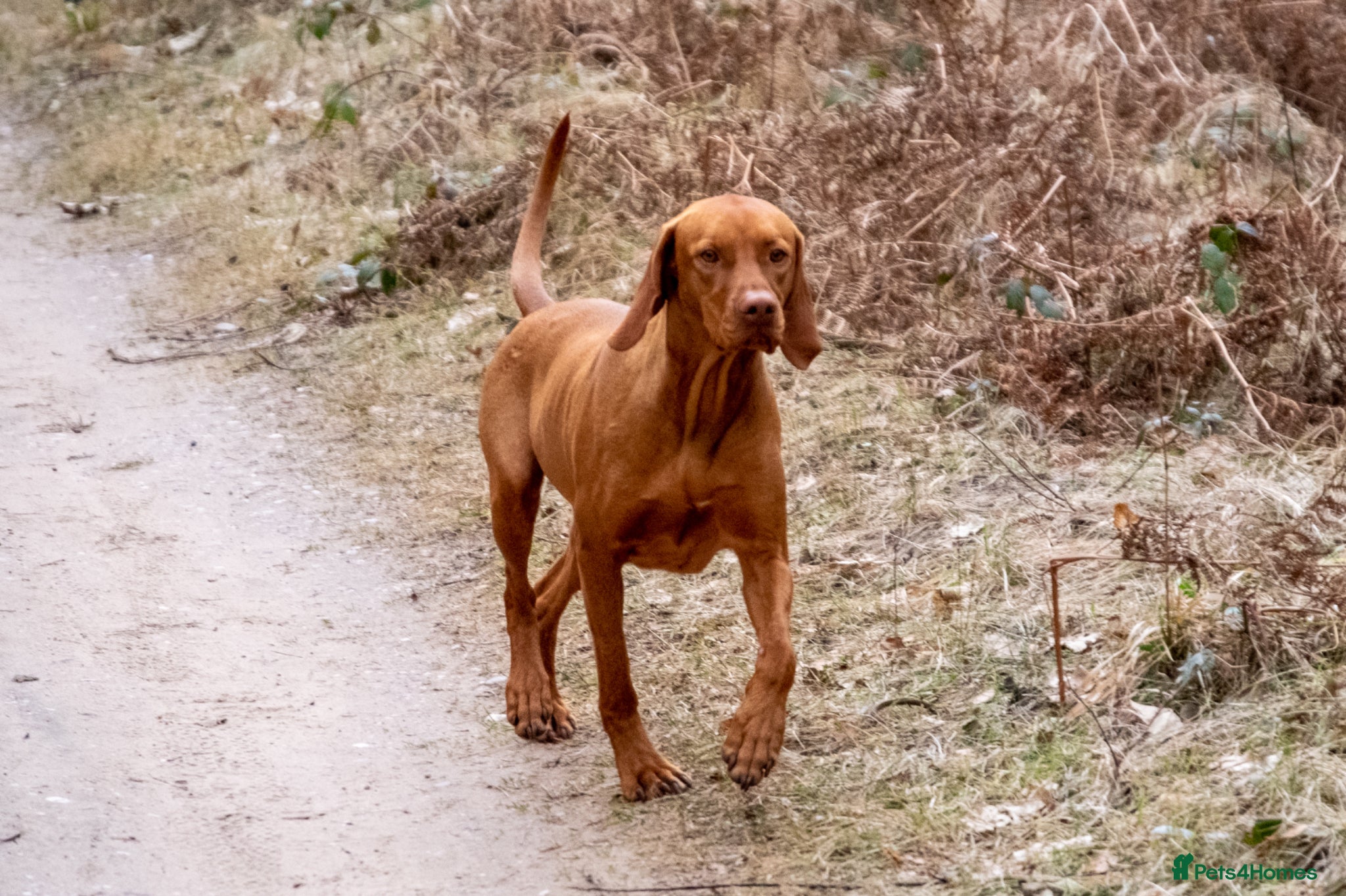 Hungarian Vizsla dogs for sale: KC registered Hungarian Vizsla puppies.  - Advert 1