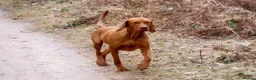 Hungarian Vizsla dogs for sale: KC registered Hungarian Vizsla puppies.  in Mansfield - Advert 1