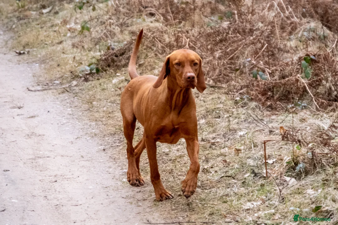 Hungarian Vizsla dogs for sale: KC registered Hungarian Vizsla puppies.  in Mansfield - Advert 1