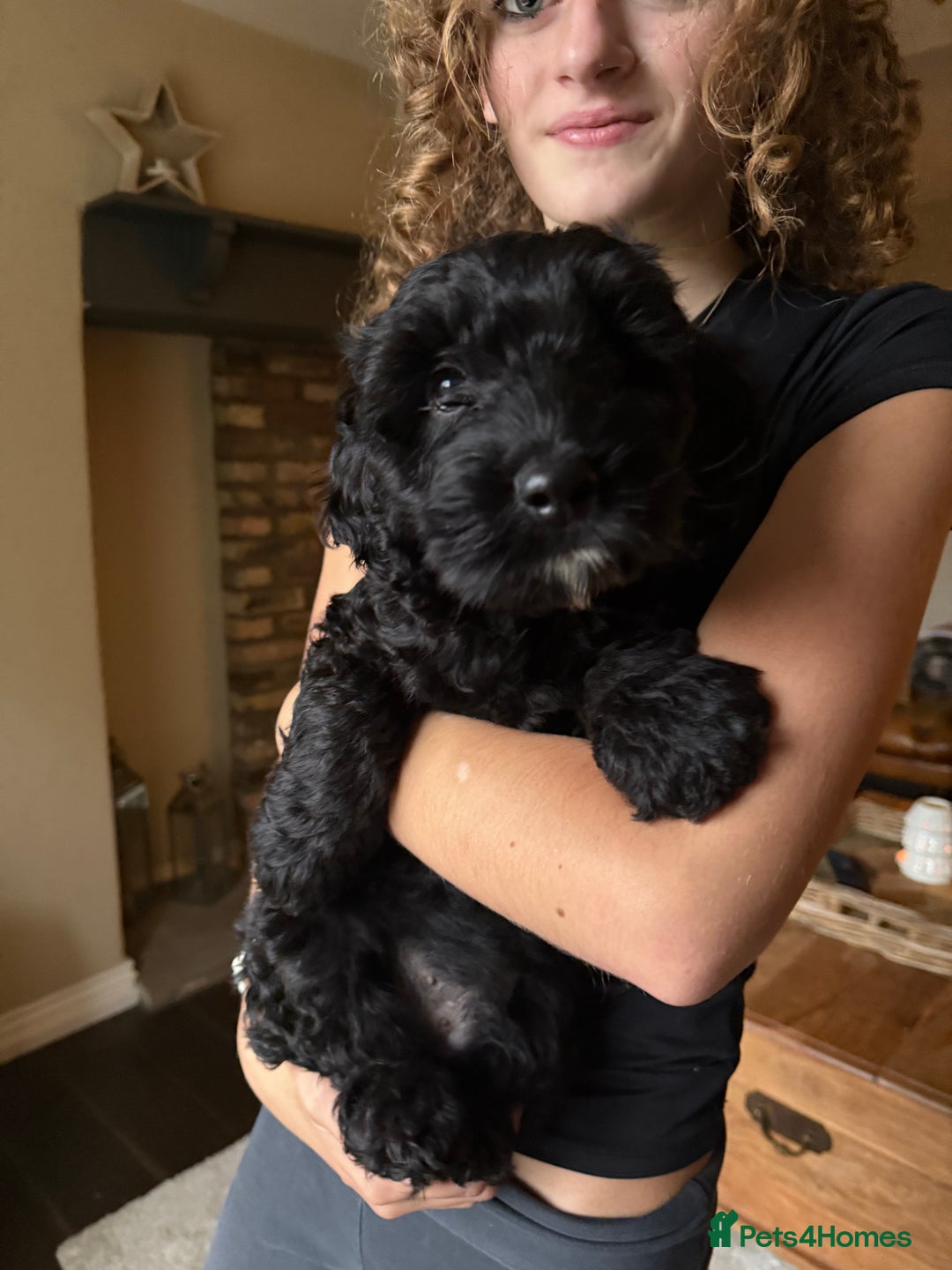 Cockapoo dogs for sale: Cockapoo Puppies  - Image 4