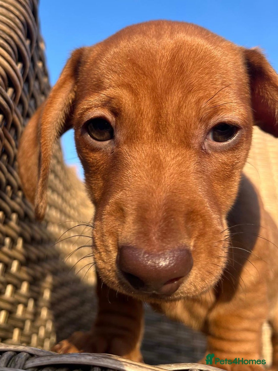 Miniature Dachshund dogs Smooth haired min Dachshund - Advert 3