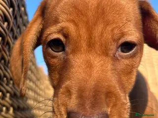 Miniature Dachshund dogs Smooth haired min Dachshund - Advert 5