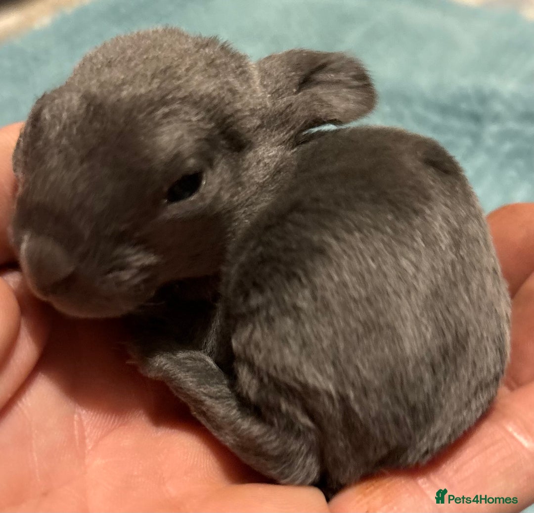 Rex rabbits for sale: Two beautiful rabbit litters - Image 6
