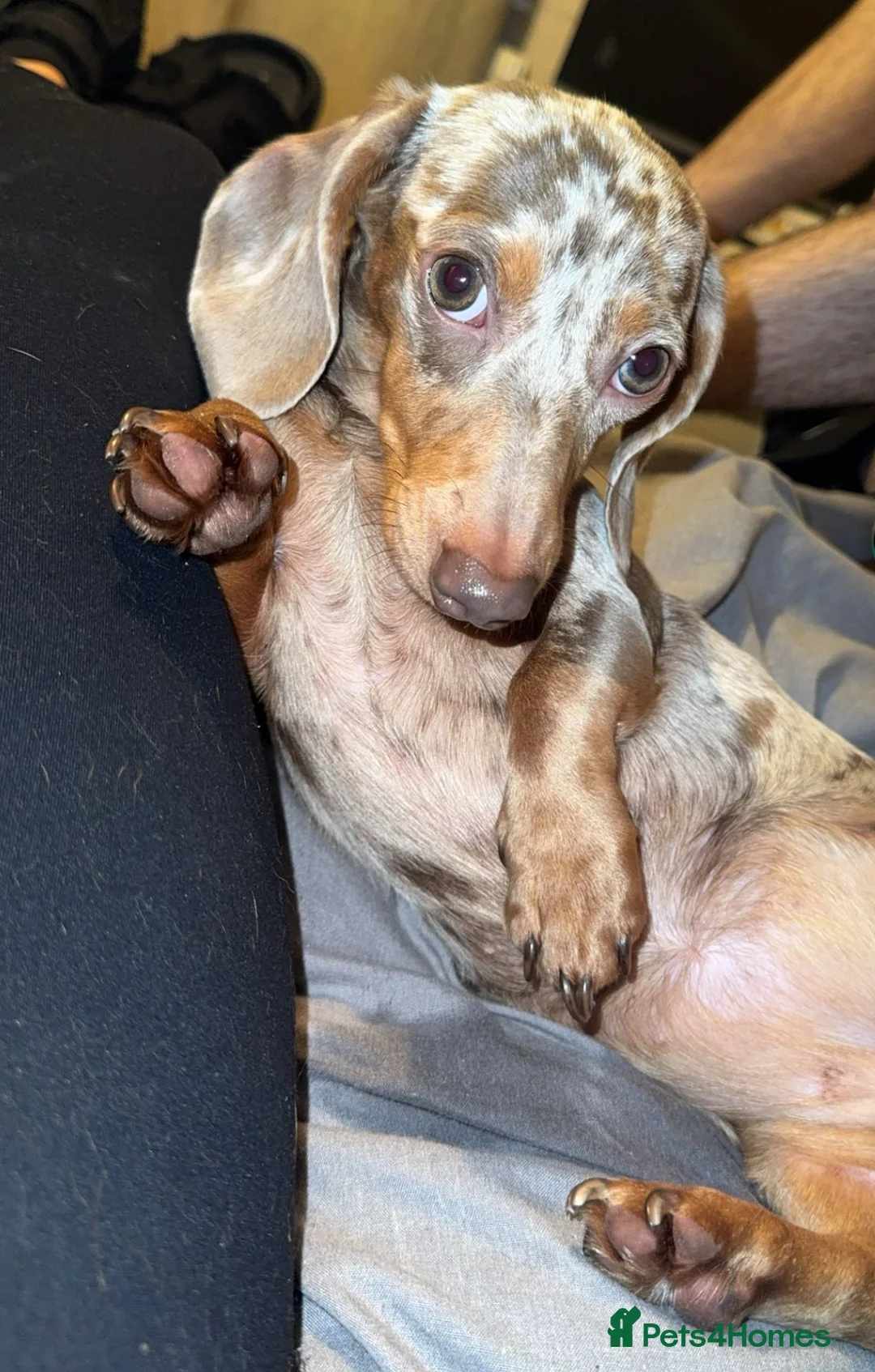 Dachshund dogs for sale: 3 smooth haired 1 long haired for sale!  - Advert 1