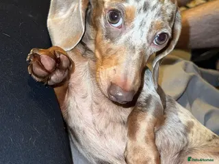 Dachshund dogs 3 smooth haired 1 long haired for sale! - Advert 8