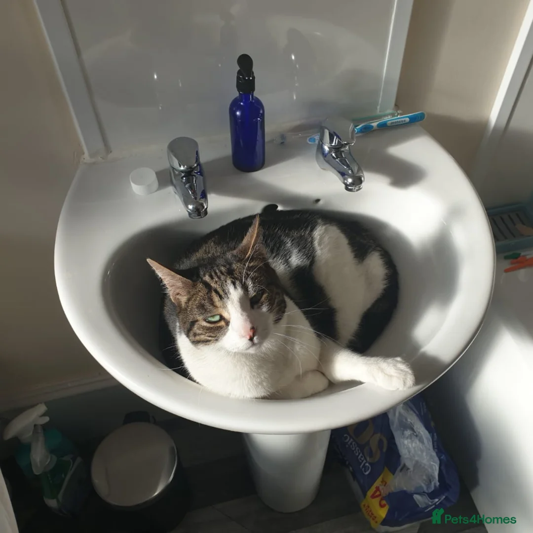 Mixed Breed cats for adoption: Sweet, Social butterfly - Advert 2