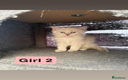 Ragdoll cats for sale: *stunning* litter of 7 ragdoll kittens  - Image 12