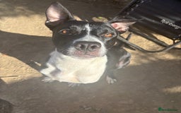 Mixed Breed dogs for sale: Females pups, rehoming ASAP - Image 11