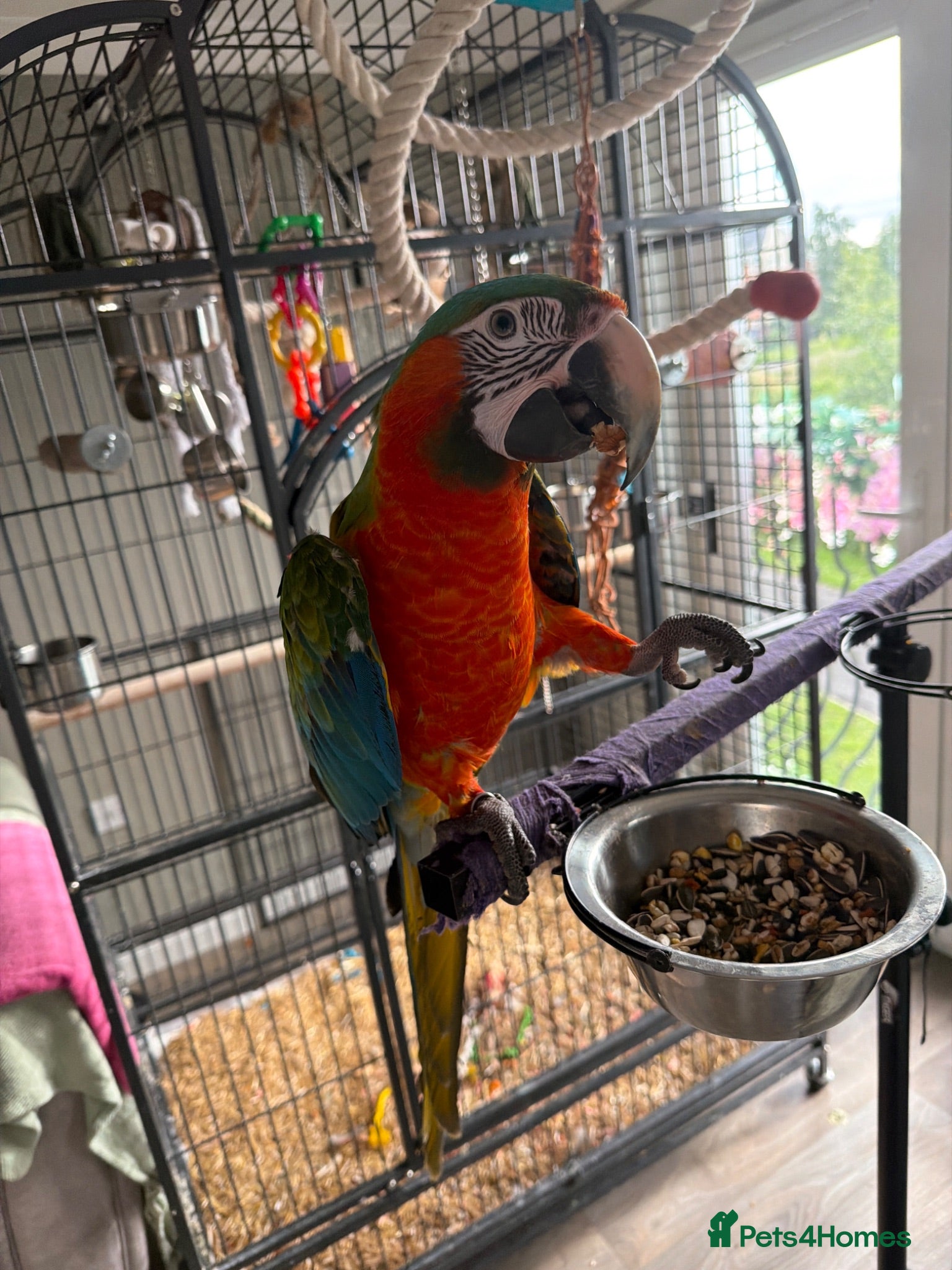 Macaws birds Scarinde macaw - Advert 7
