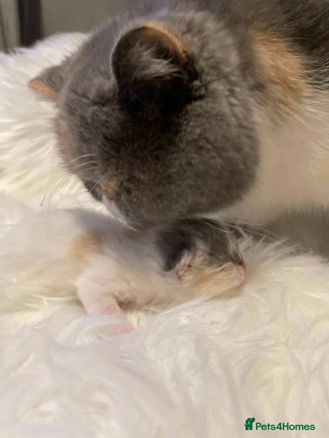 Exotic cats for sale: 💗 FEMALE EXOTIC KITTEN READY NOW  💗 - Advert 5