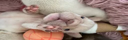 French Bulldog dogs for sale: French bulldog puppies - Advert 13