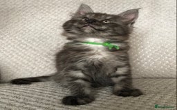 Maine Coon cats for sale: MaineCoon Kittens Black Smoke 1 Boy & 2 Girls - Image 5