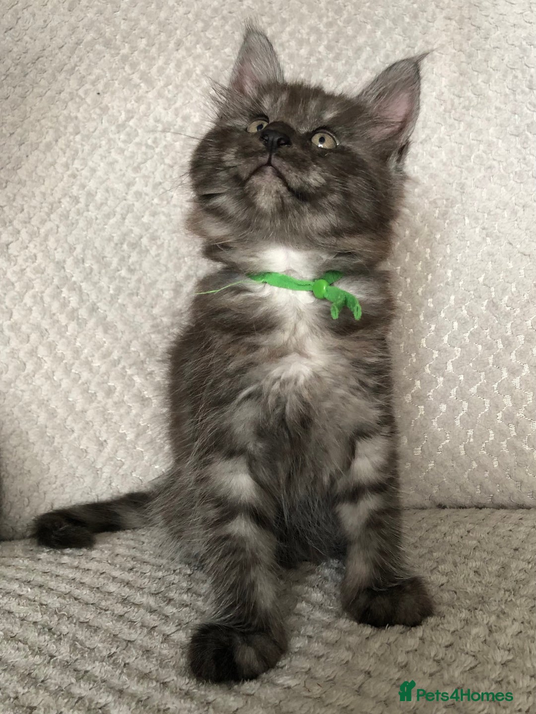 Maine Coon cats for sale: MaineCoon Kittens Black Smoke 1 Boy & 2 Girls - Image 5