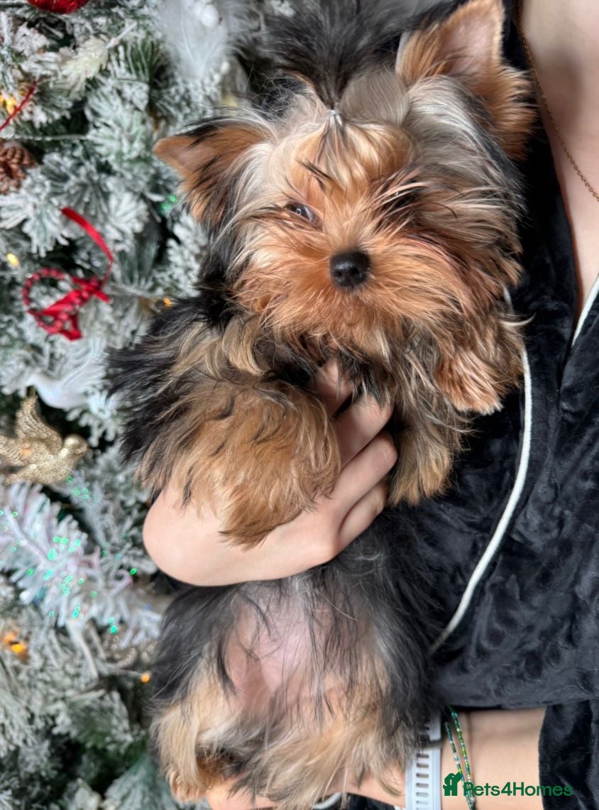 Yorkshire Terrier dogs Last one puppies ready to go💗🐾 - Advert 3