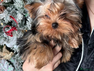 Yorkshire Terrier dogs Last one puppies ready to go💗🐾 - Advert 2
