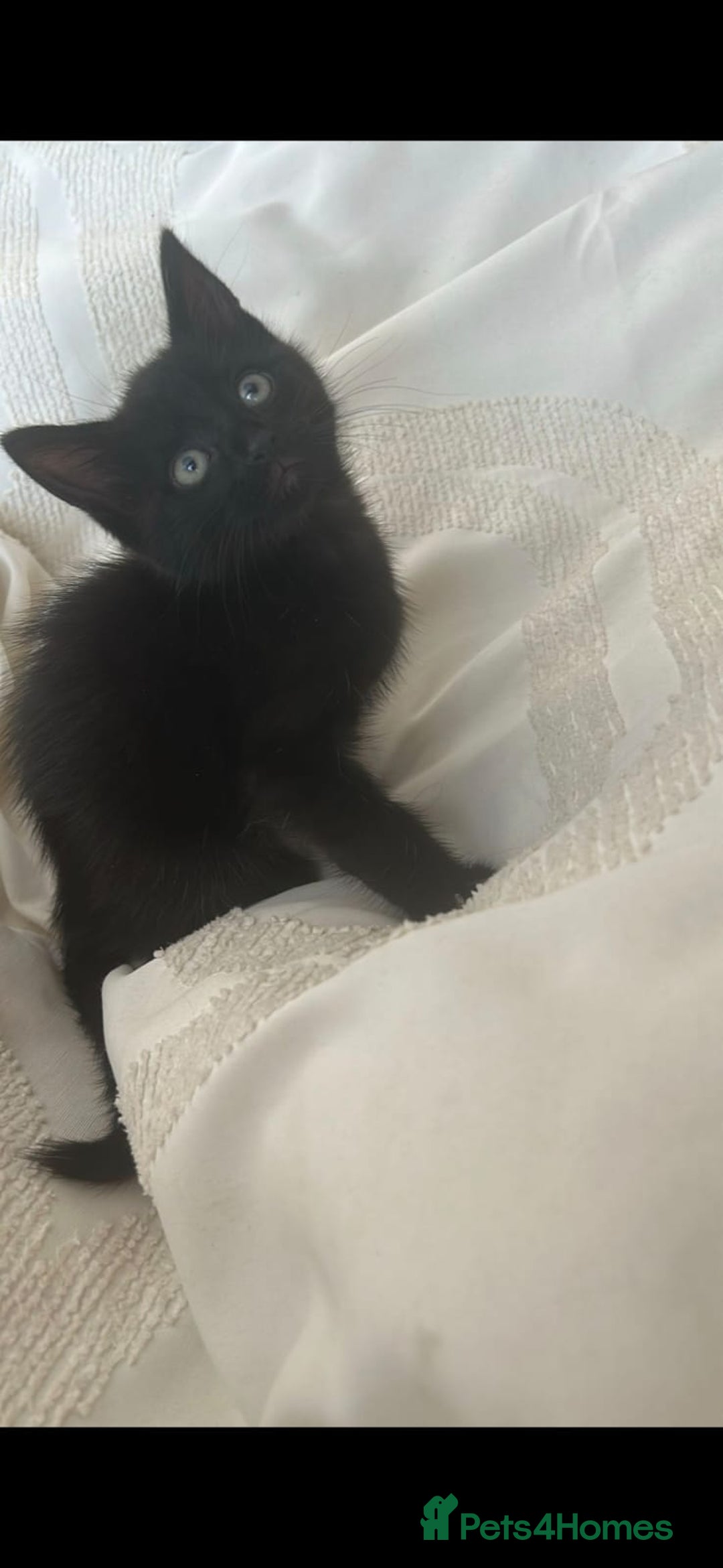 Mixed Breed cats for sale: Beautiful kittens ready - Image 2