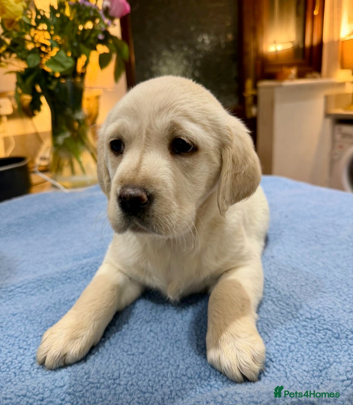 Goldador dogs Stunning Lab x Retriever pups - Advert 5