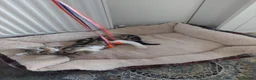 Mixed Breed cats for sale: Friendly Tabby Kitten Looking for a Loving Home - Advert 3