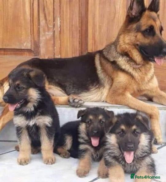 German Shepherd dogs Noble  Fearless Hearts Beautiful German Shepherd - Advert 7