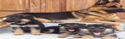 German Shepherd dogs for sale: Noble  Fearless Hearts Beautiful German Shepherd in London - Advert 1
