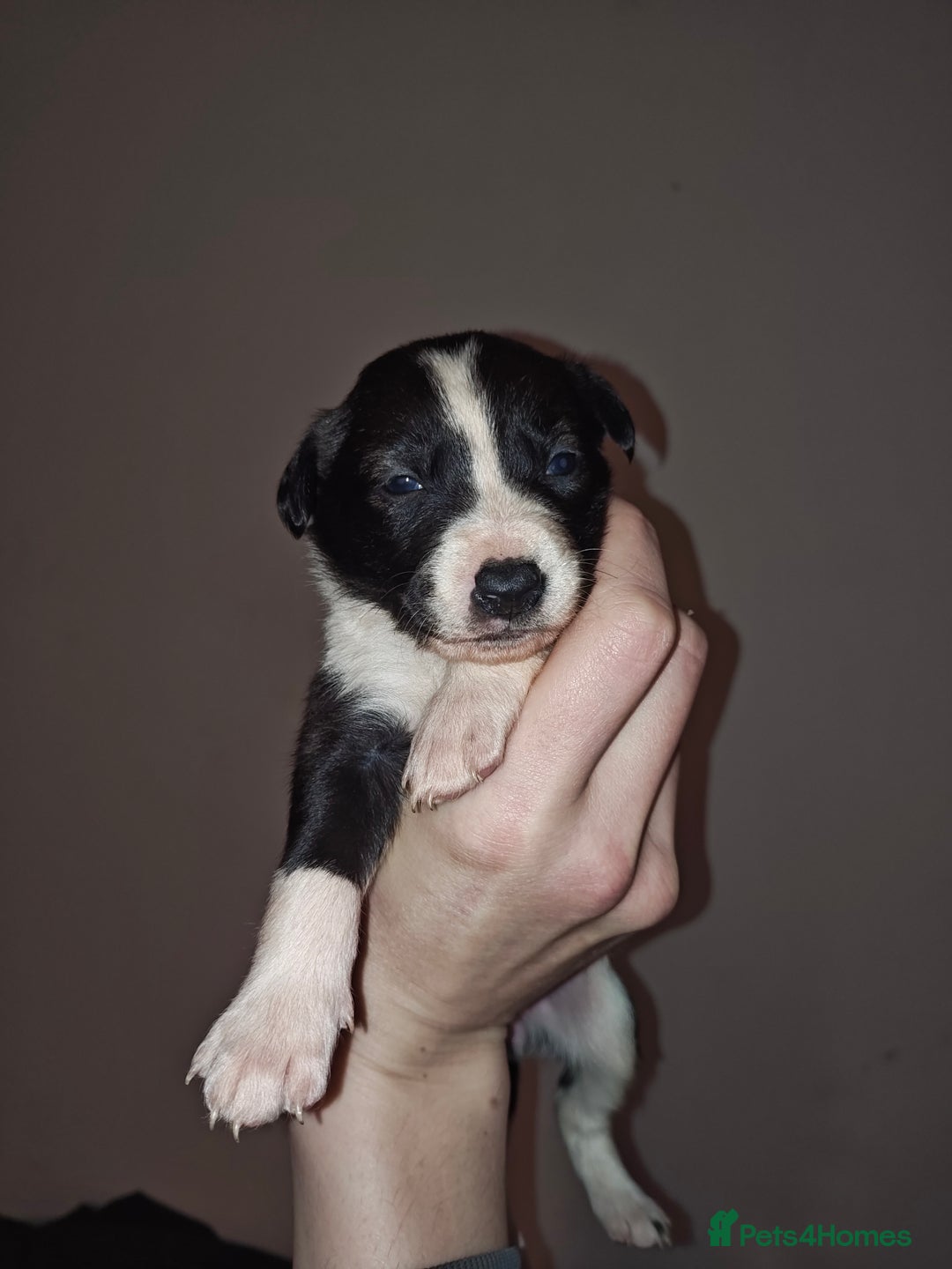 Mixed Breed dogs for sale: Border Collie X Husky/Whippet puppies for sale - Advert 6