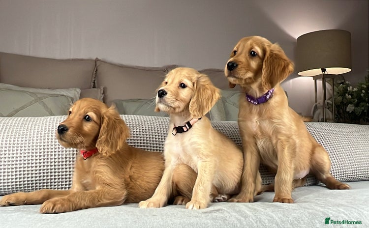 Goldendoodle dogs - Advert 4