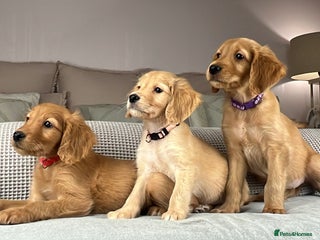 Goldendoodle dogs - Advert 3