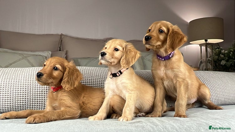 Goldendoodle dogs - Advert 3