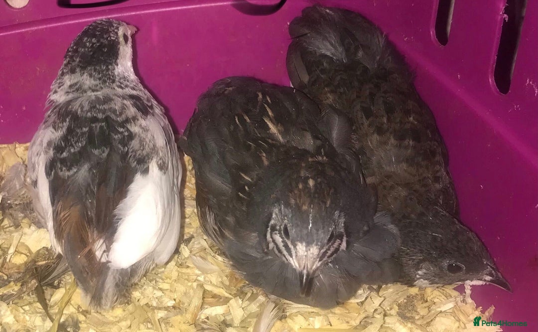 Quail poultry for sale: QUAILS EGGS/CHINESE PAINTED BUTTONS ! - Image 29