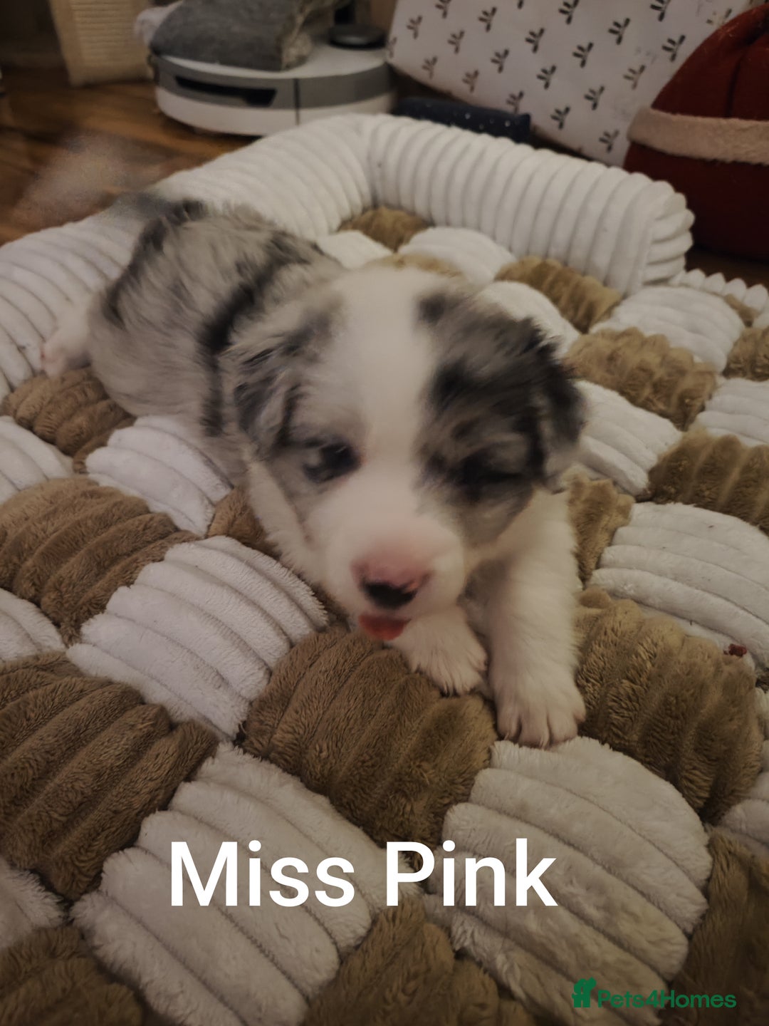 Border Collie dogs for sale: Stunning puppies from international champion line. - Advert 20