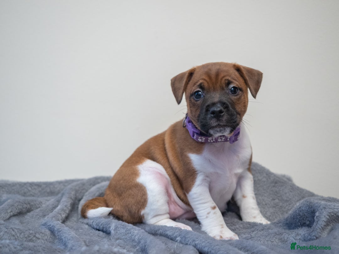 Plummer Terrier dogs for sale: Lovely Plummer Pupps - Advert 33