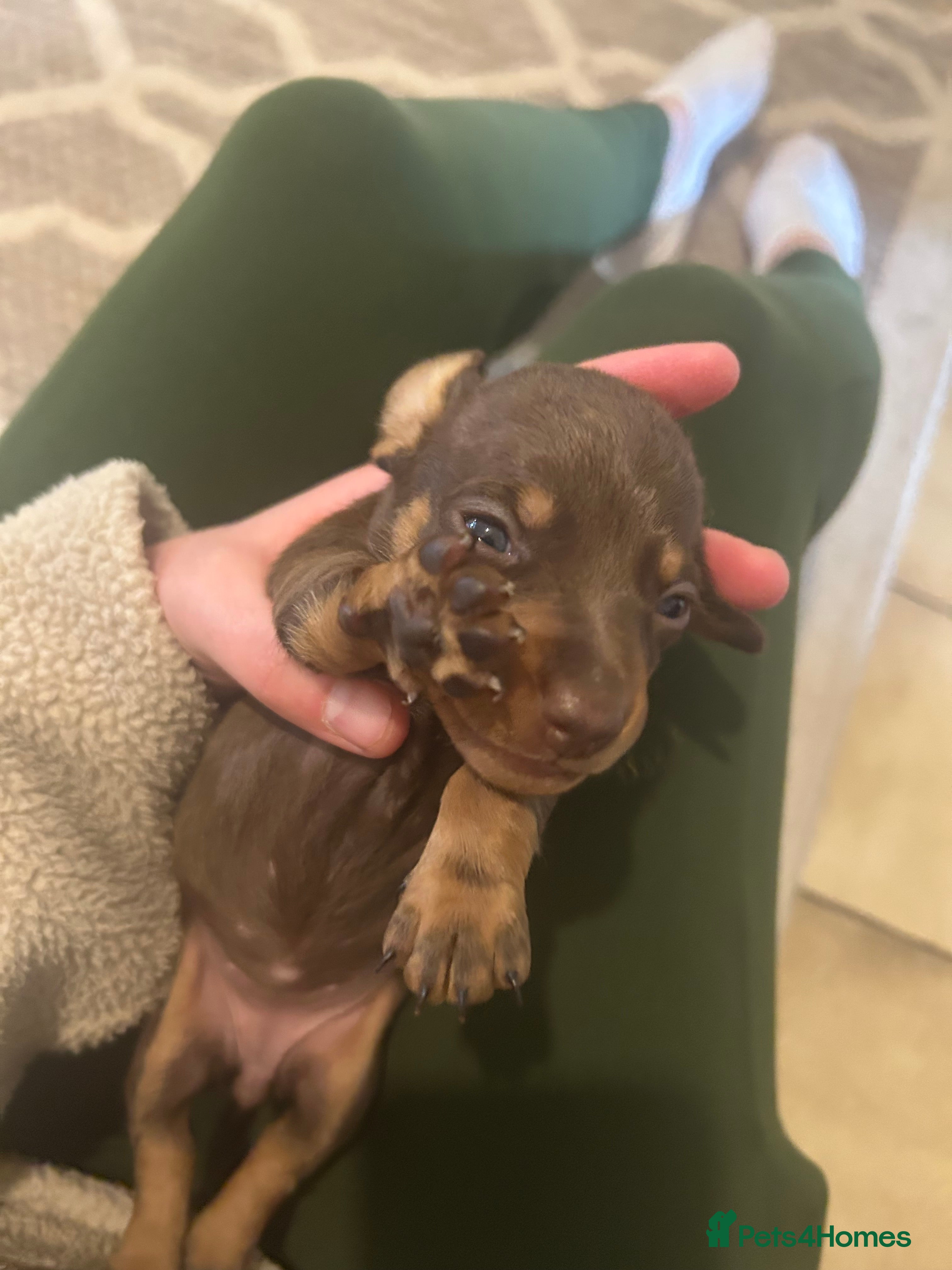 Miniature Dachshund dogs for sale: *reduced* ready now Miniature dachshund.  - Advert 13