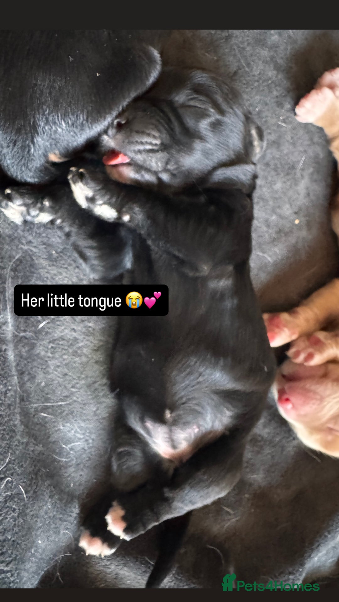 Cocker Spaniel dogs for sale: KC Cocker Spaniel Puppies  - Image 16